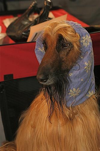 Mascota 10