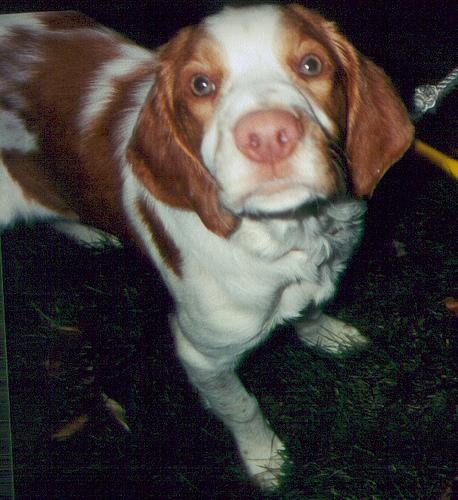 Mascota 11