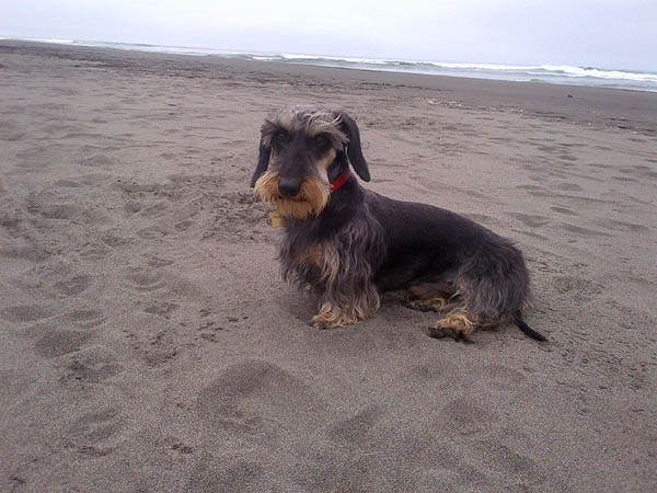 Mascota 2