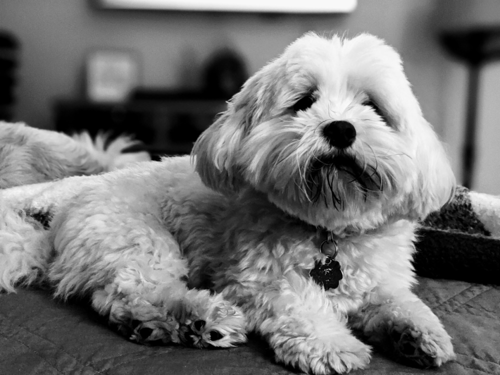 Mascota 5