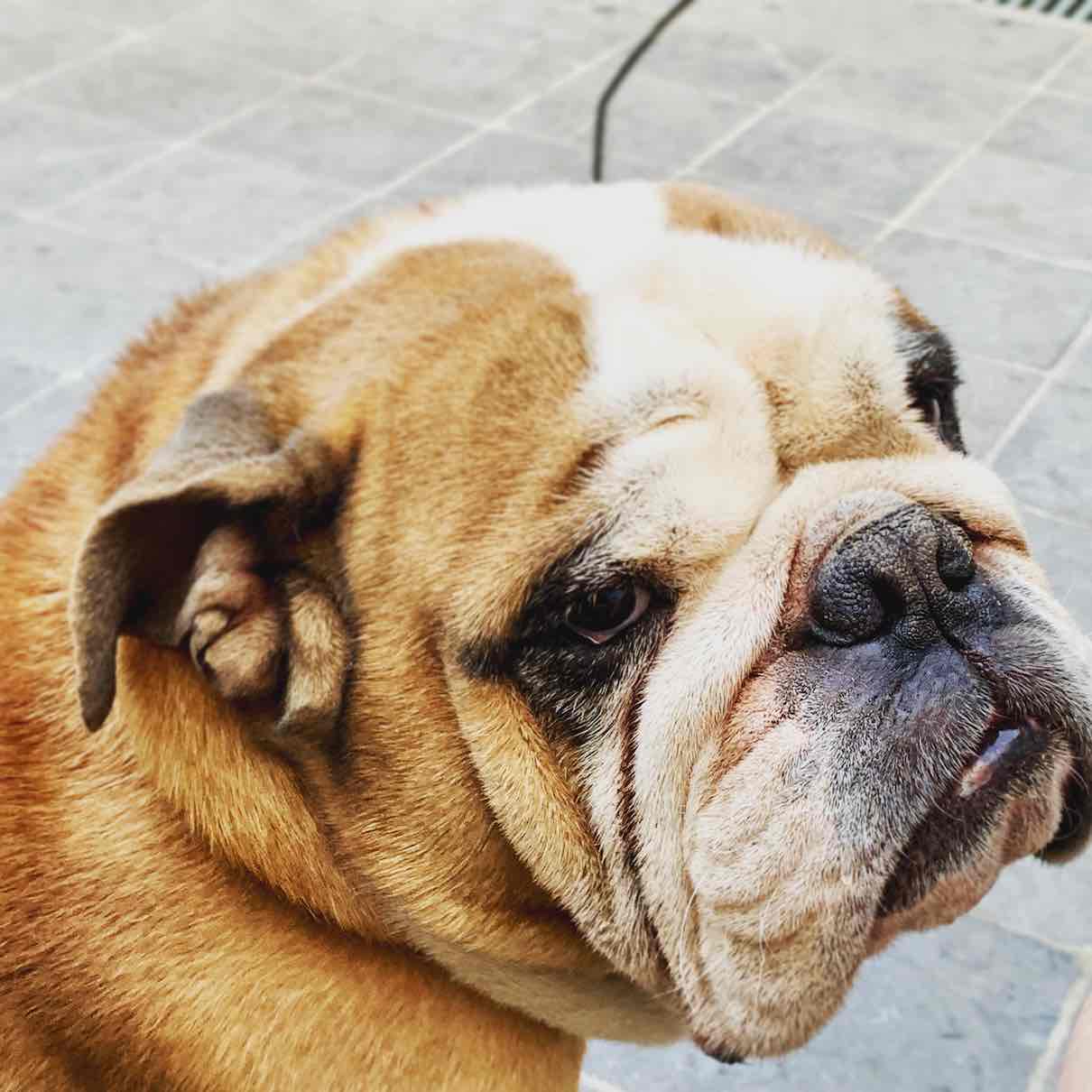 Mascota 6
